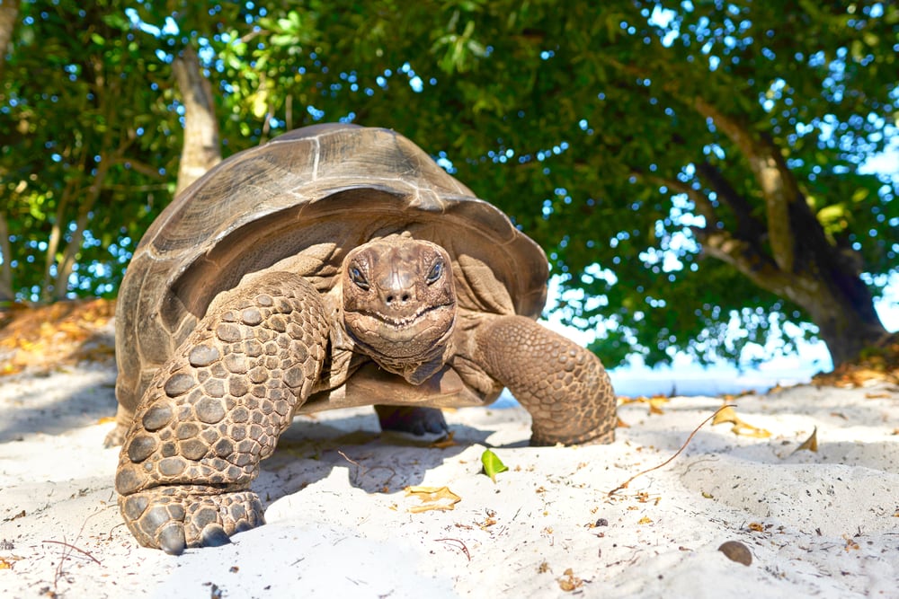 Inseln der Seychellen: Riesenschildkröte