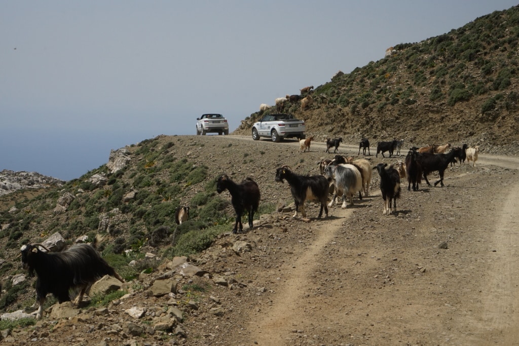 Autos in den Bergen auf Kreta, Ziegen