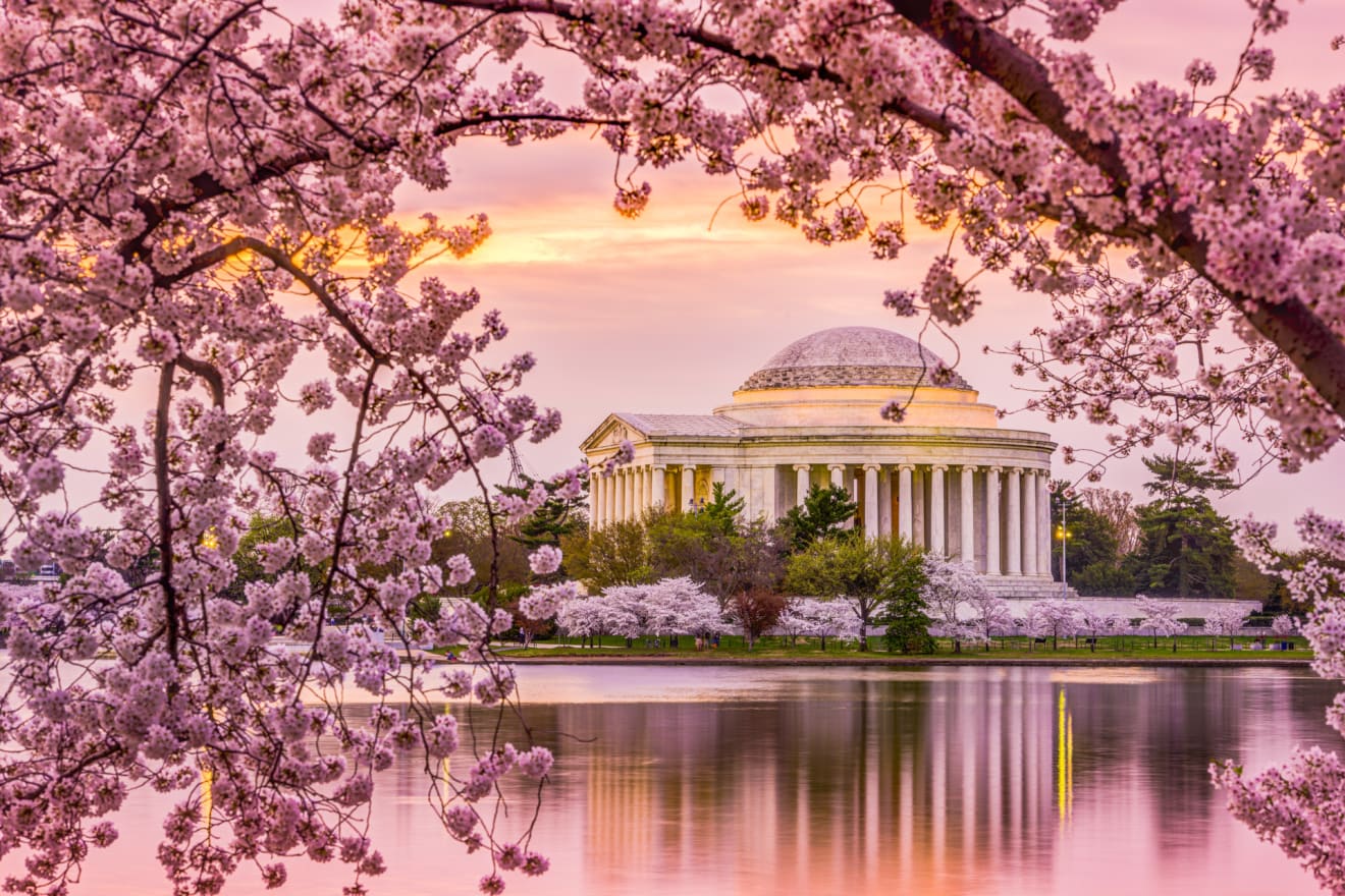 Kirschblüte in Washington DC