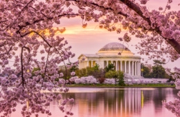 Kirschblüte in Washington DC