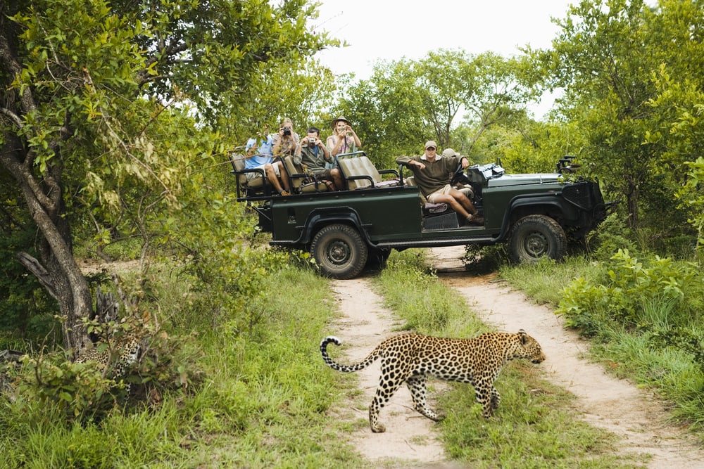 Leopard vor Safarigruppe in Südafrika