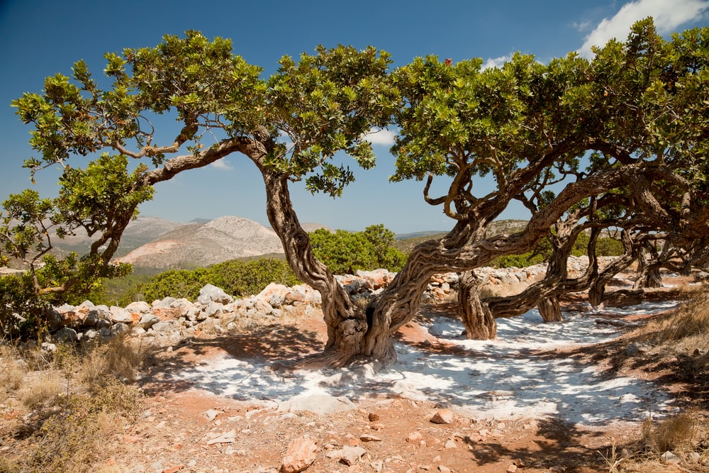 Mastika-Baum auf Chios