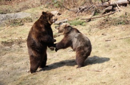 Tiere im Nationalpark Bayerischer Wald: spielende Bären