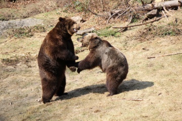 Tiere im Nationalpark Bayerischer Wald: spielende Bären