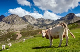 Kuh auf Wiese, im Hintergrund Berge, Andorra