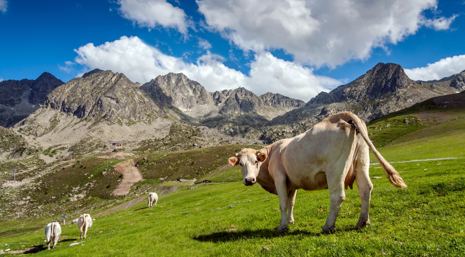 Kuh auf Wiese, im Hintergrund Berge, Andorra
