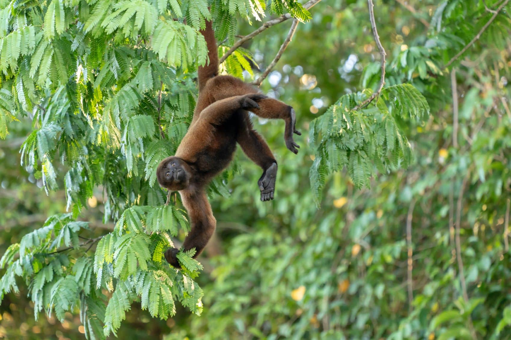 Brauner Wollaffe an Baum im Urwald in Peru