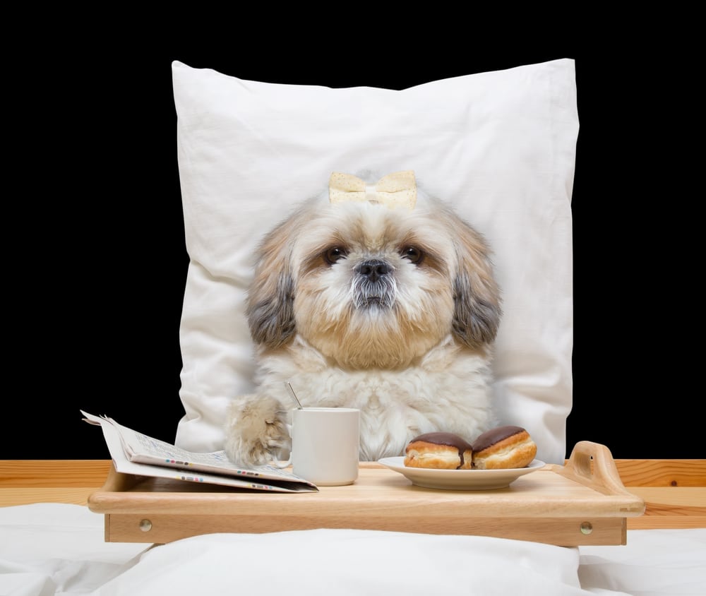 Hund im Bett mit Frühstück