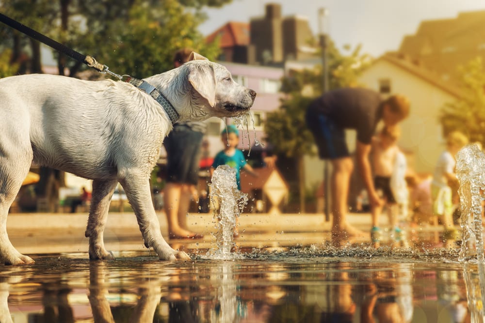 Labrador Retriever in einem Brunnen in der Stadt