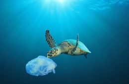 Plastikmüll: Meeresschildkröte schnappt nach Plastiktüte