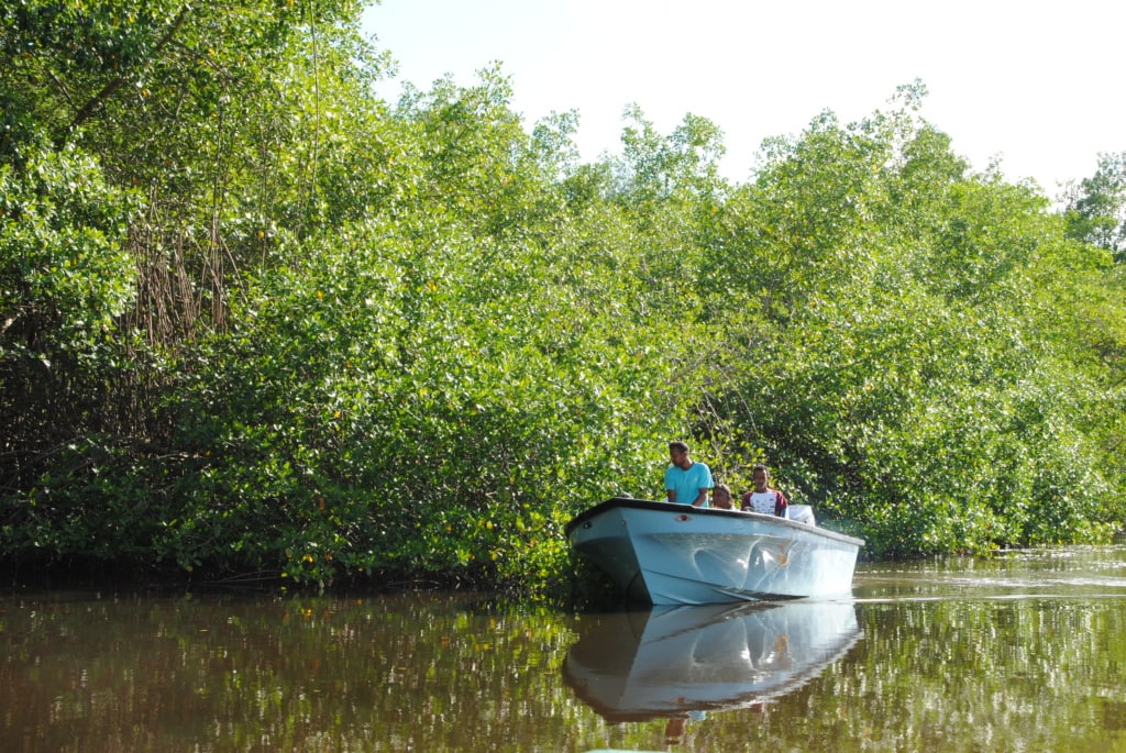 Caroni Swamp in Trinidad
