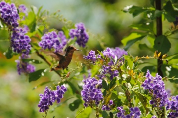 Kolibri in Trinidad