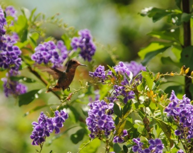 Kolibri in Trinidad