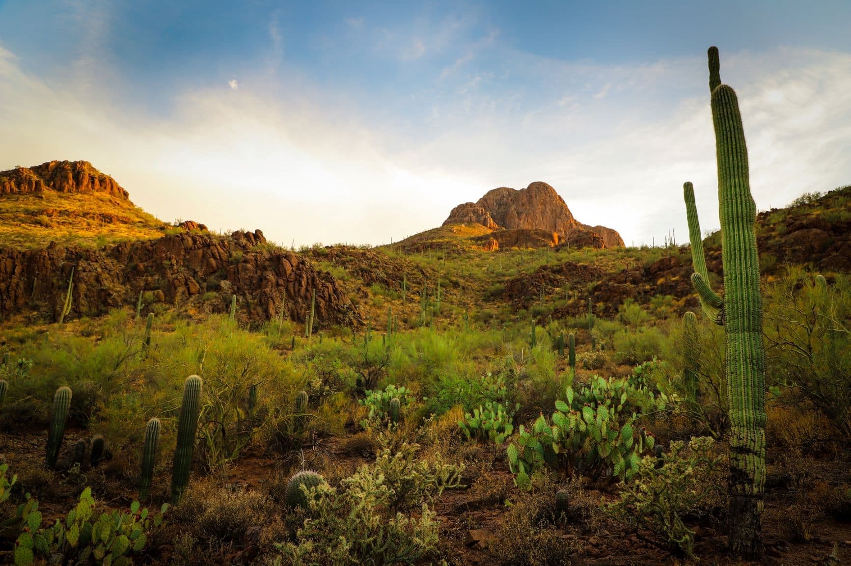 Kakteen in der Region um die Stadt Tucson in Arizona