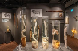 Das Phallusmuseum in Reykjavík, Island.