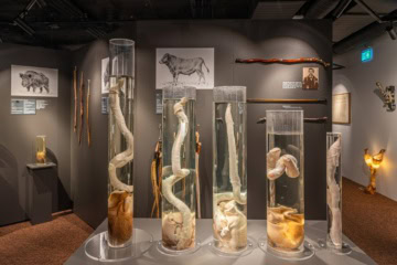 Das Phallusmuseum in Reykjavík, Island.