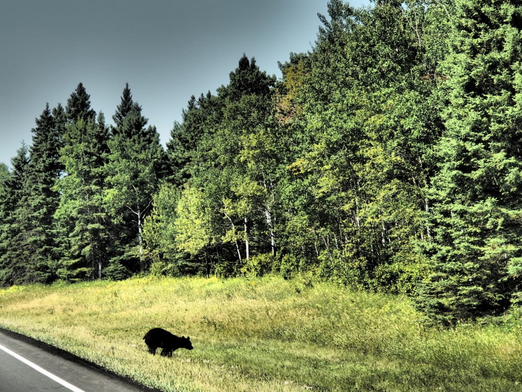 Flix huschte das Bärenbaby ins Dickicht des Waldes im Riding Mountain Nationalpark.. 