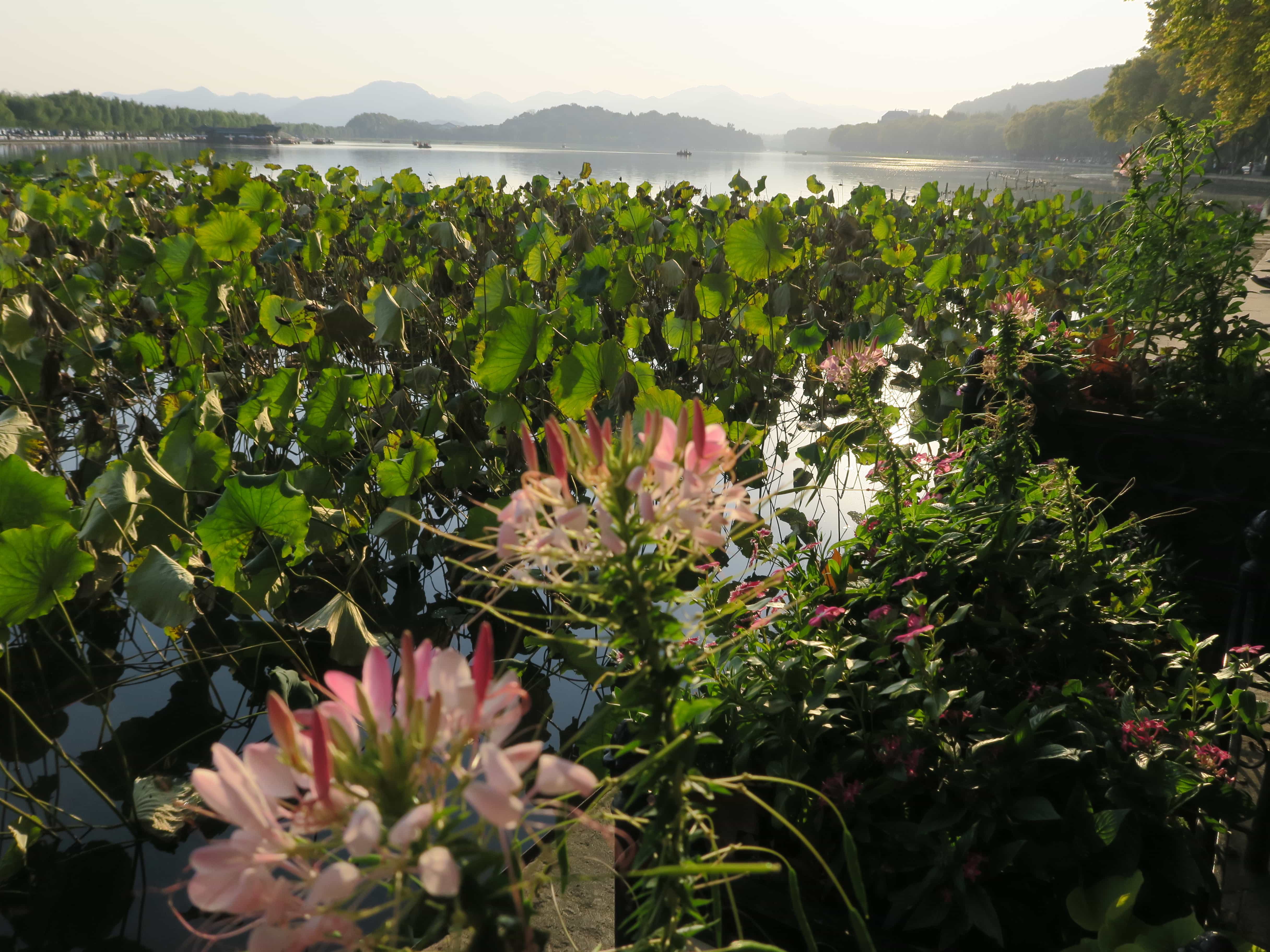 Gartenkunst in China. Lotusteich bei Sonnenaufgang mit Weitblick auf Hügellandschaft