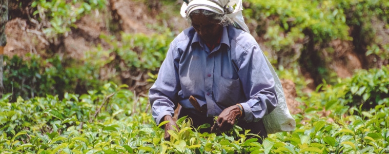 Sehenswürdigkeiten in Sri Lanka: Teeplantage
