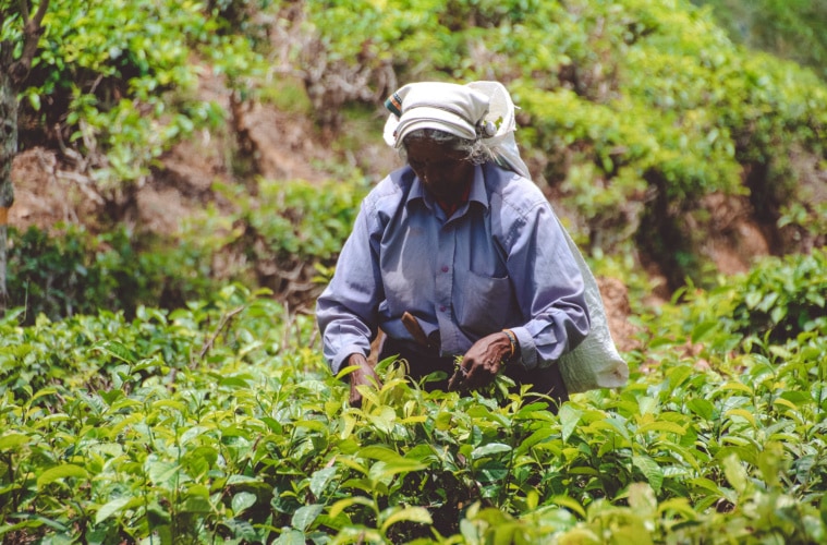 Sehenswürdigkeiten in Sri Lanka: Teeplantage