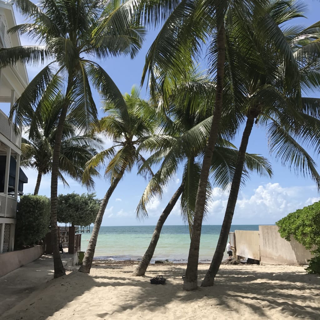 Palmen auf Key West