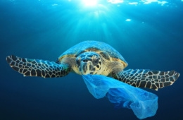 Schildkröte im Ozean, die Plastik für Nahrung hält