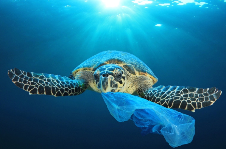 Schildkröte im Ozean, die Plastik für Nahrung hält