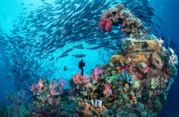 Schiffswrack mit Korallen, Fischschwärmen und einem Taucher