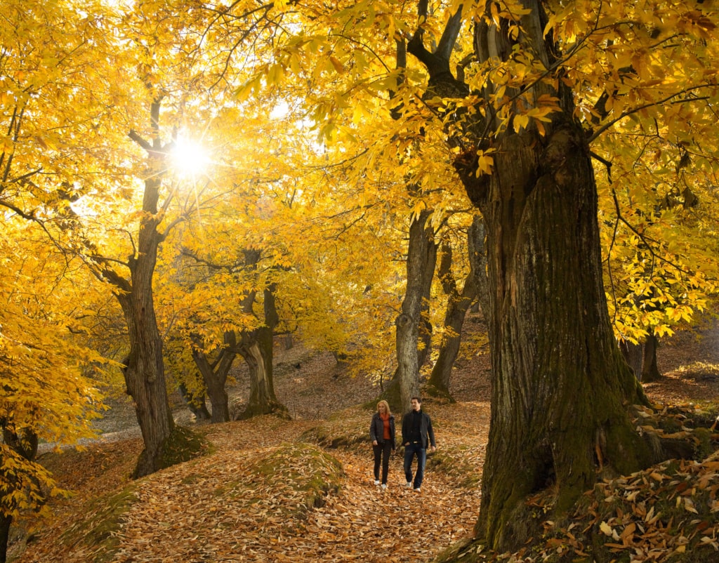 Wandern im Herbst: Paar im Wald im Trentino in Italien