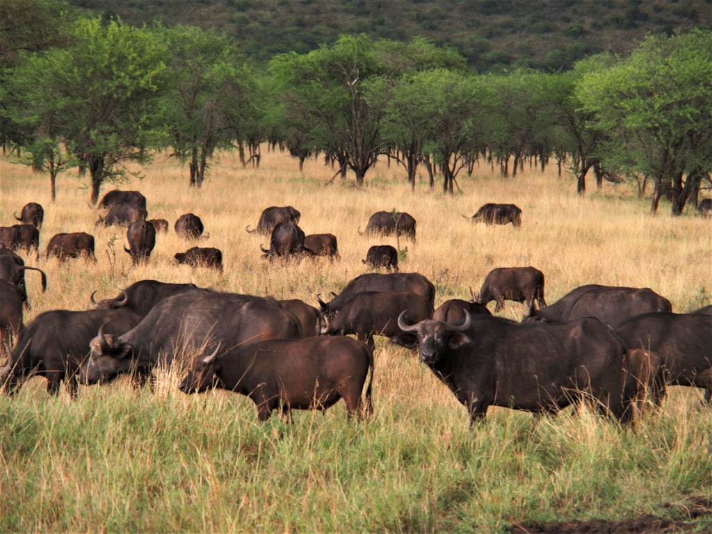 Die Serengeti ist eine der artenvielfältigsten Savannen.