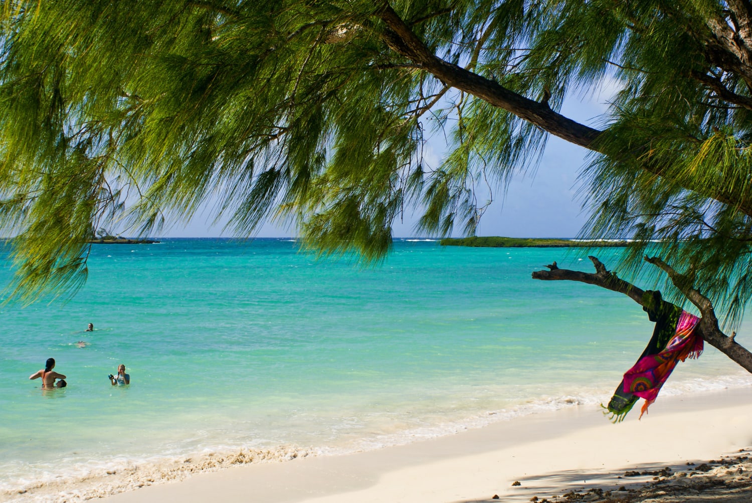 Pinienbaum vor karibischem Strand mit türkisen Wasser und badender Person.