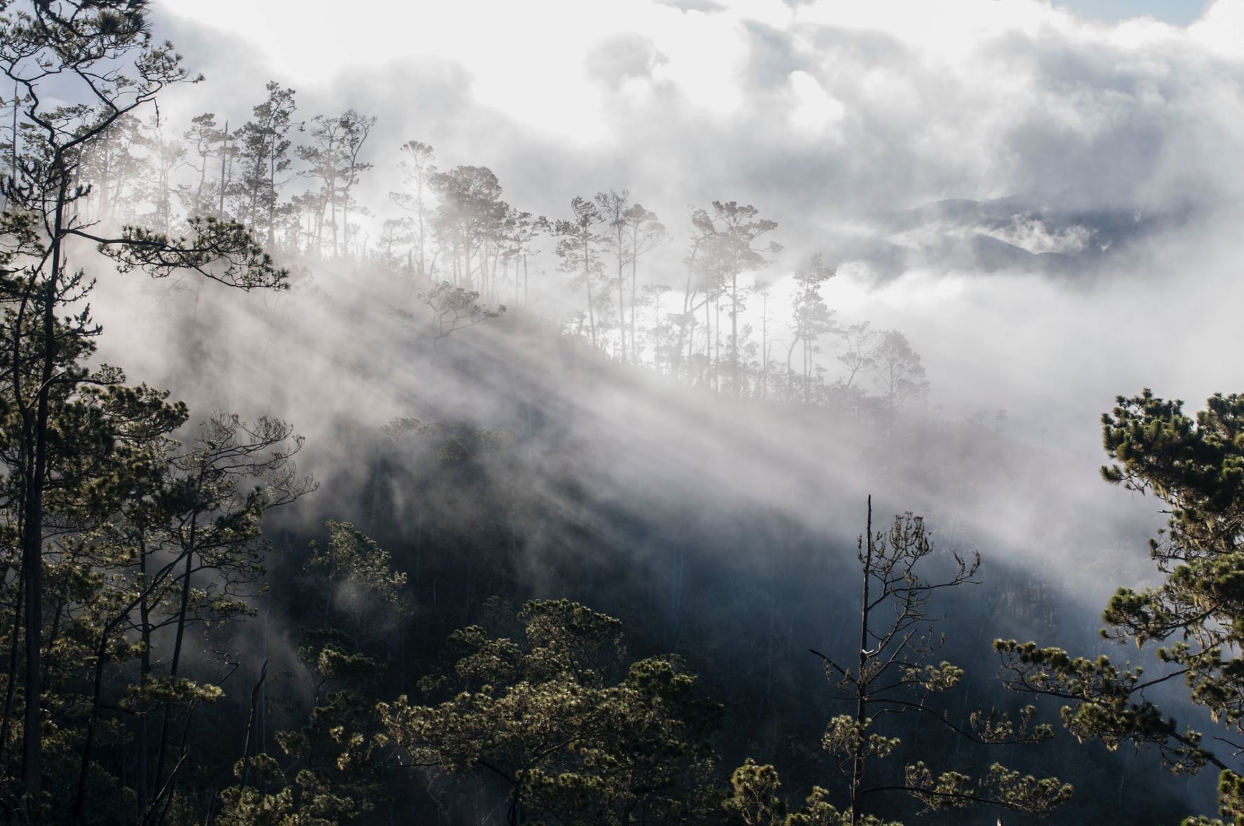 Regenwald rund um den Pico Duarte in der Dominikanischen Republik 