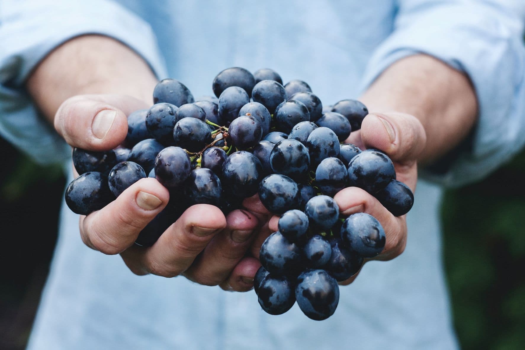 Person hält blaue Weintrauben in der Hand 