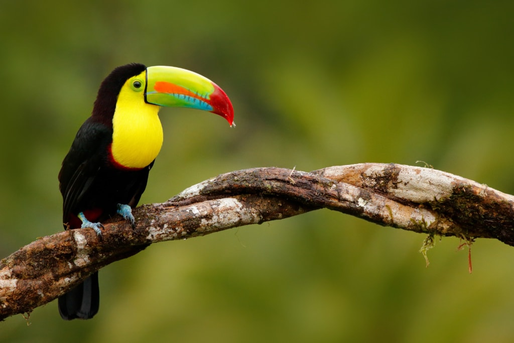 Tulane und andere exotische Tiere lassen sich im Amazonas-Regenwald in Kolumbien erspähen.