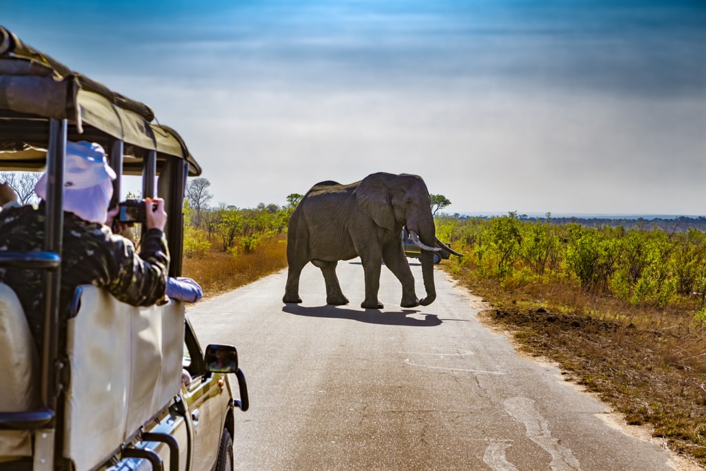 Safari-Jeep in Südafrika, Elefant auf Straße