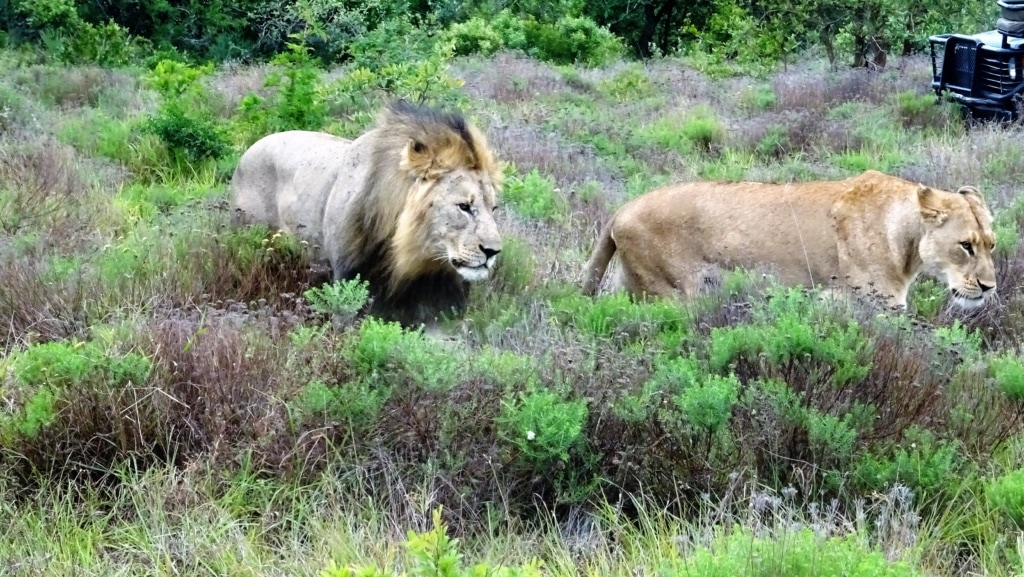 Löwen in Phinda