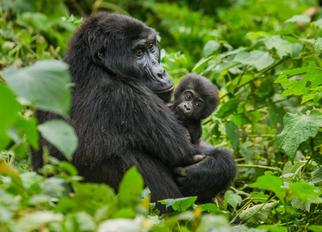 In Uganda leben die Hälfte der heute noch lebenden Berggorillas!