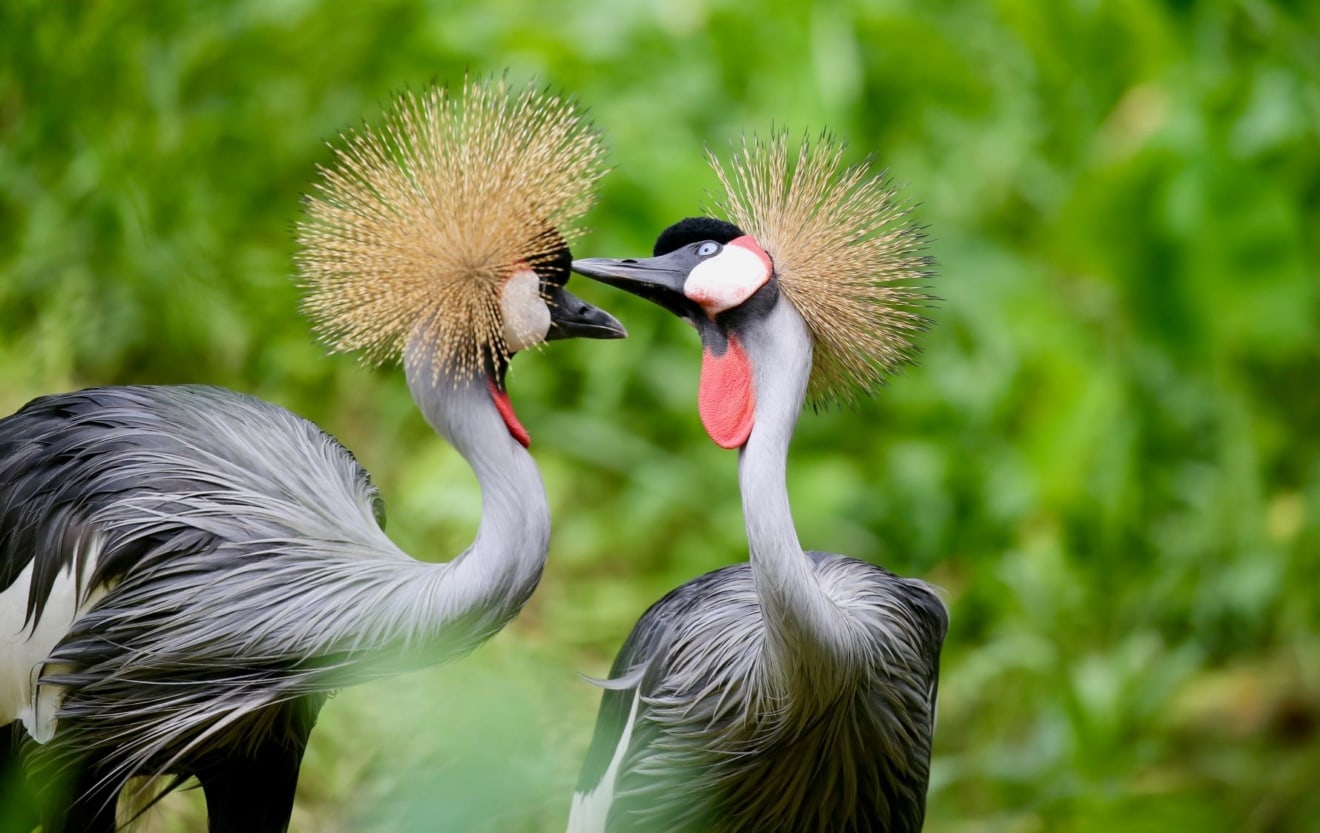 Exotische Vögel in Uganda