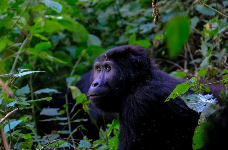Berggorilla in Uganda