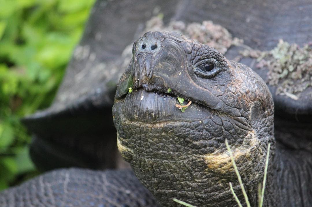 Na, wen hat @marie.worldwild denn da im Gebüsch entdeckt? Klarer Fall: die Galapagos-Riesenschildkröte! @pikaialodge  @smallluxuryhotels #ontour #hello #turtle #galapagos #ecuador #luxurytravel #passionpassport #traveldeeper #wildlife #onlyinthegalapagos #comewithme #southamerica
