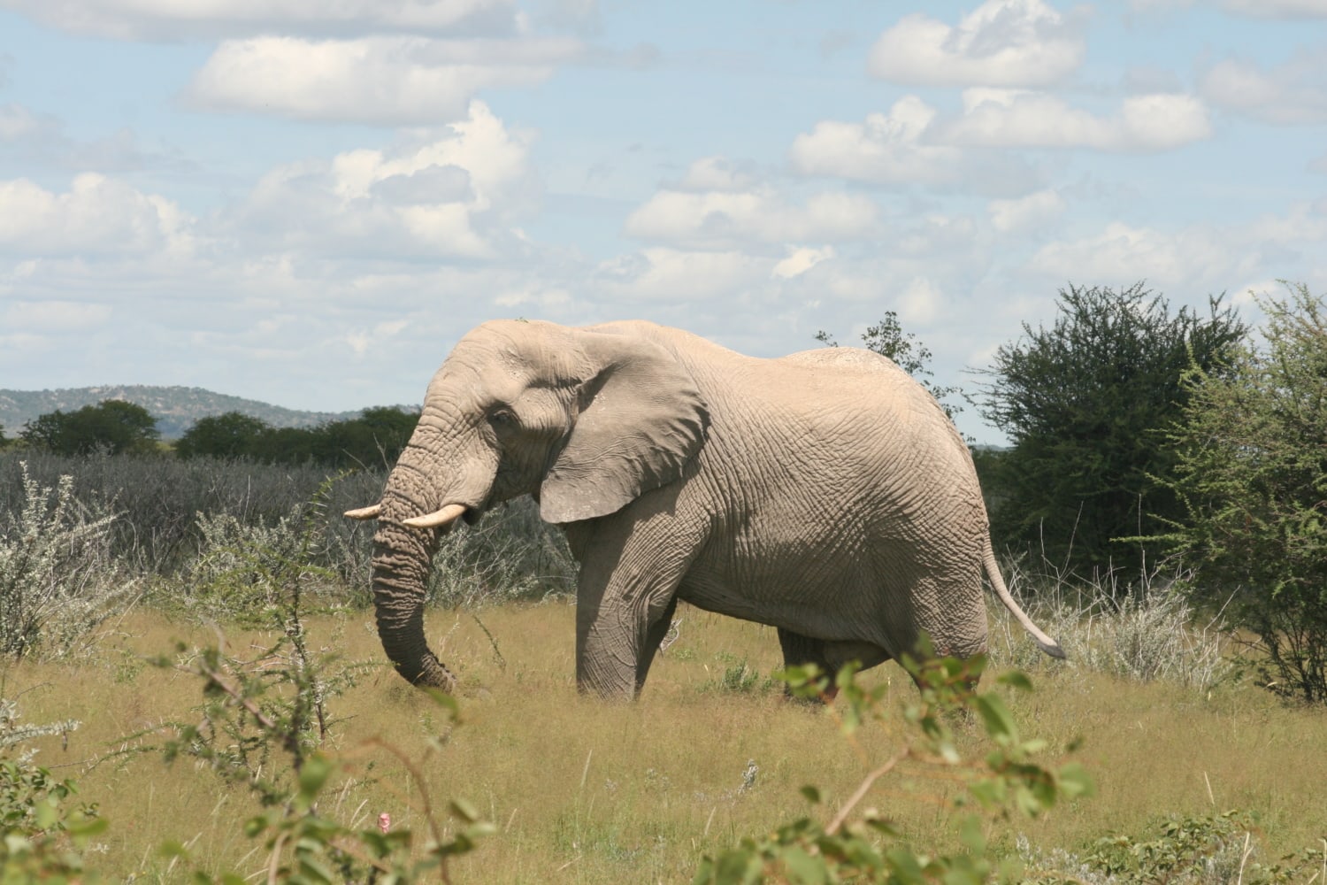 Im Damaraland traf Marie leider keine Wüstenelefanten an, dafür wurde sie aber hier im Erindii Schutzgebiet fündig.