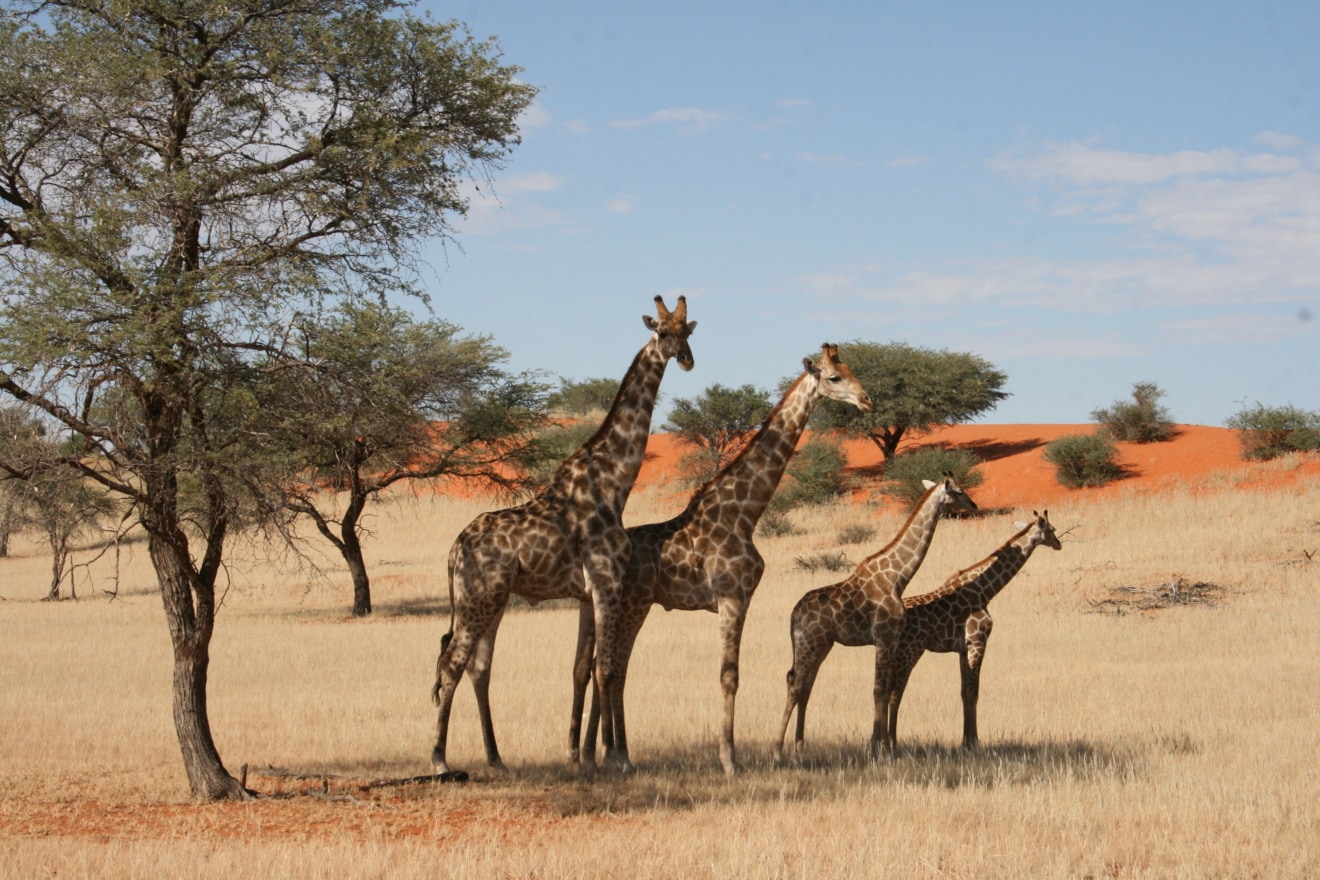 Eine Giraffenherde in der Kalahari in Namibia grast gemütlich im Schatten.