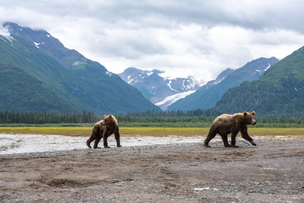 Zwei Grizzlybären im Lake-Clark-Nationalpark in Alaska