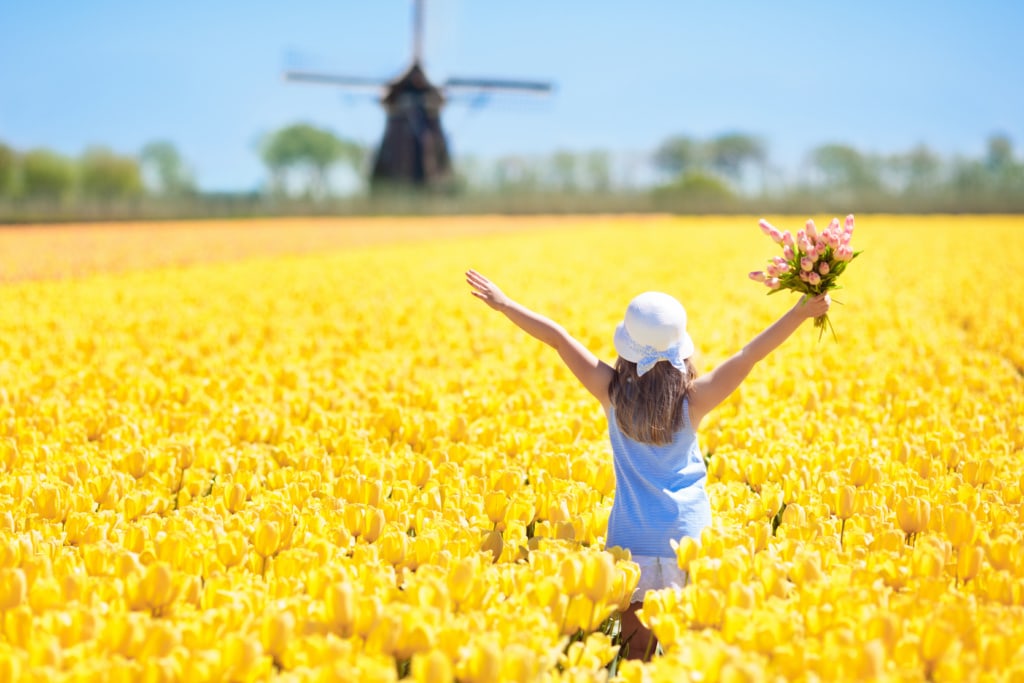 Holland ist berühmt für seine Tulpenbracht in den Frühjahrsmonaten.
