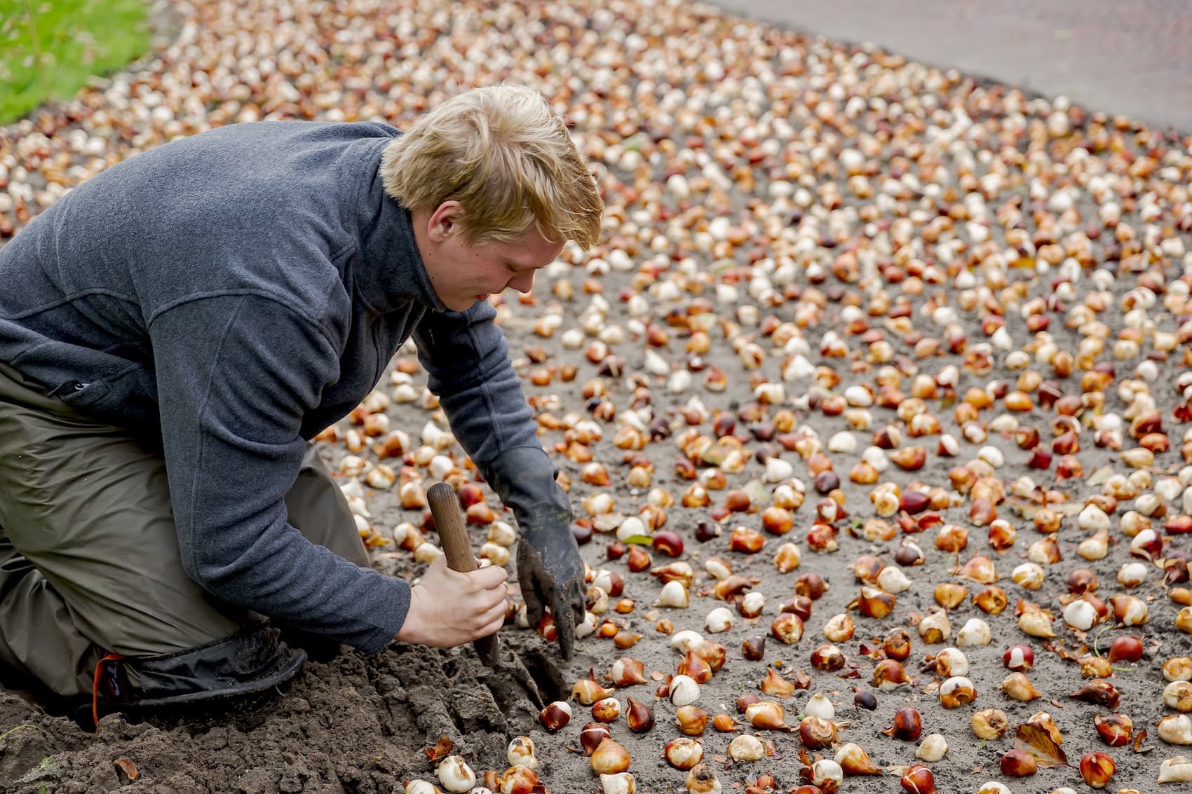 Jedes Jahr pflanzen 40 Gärtner jede einzelne der Tulpen für den Garten in Keukenhof per Hand.