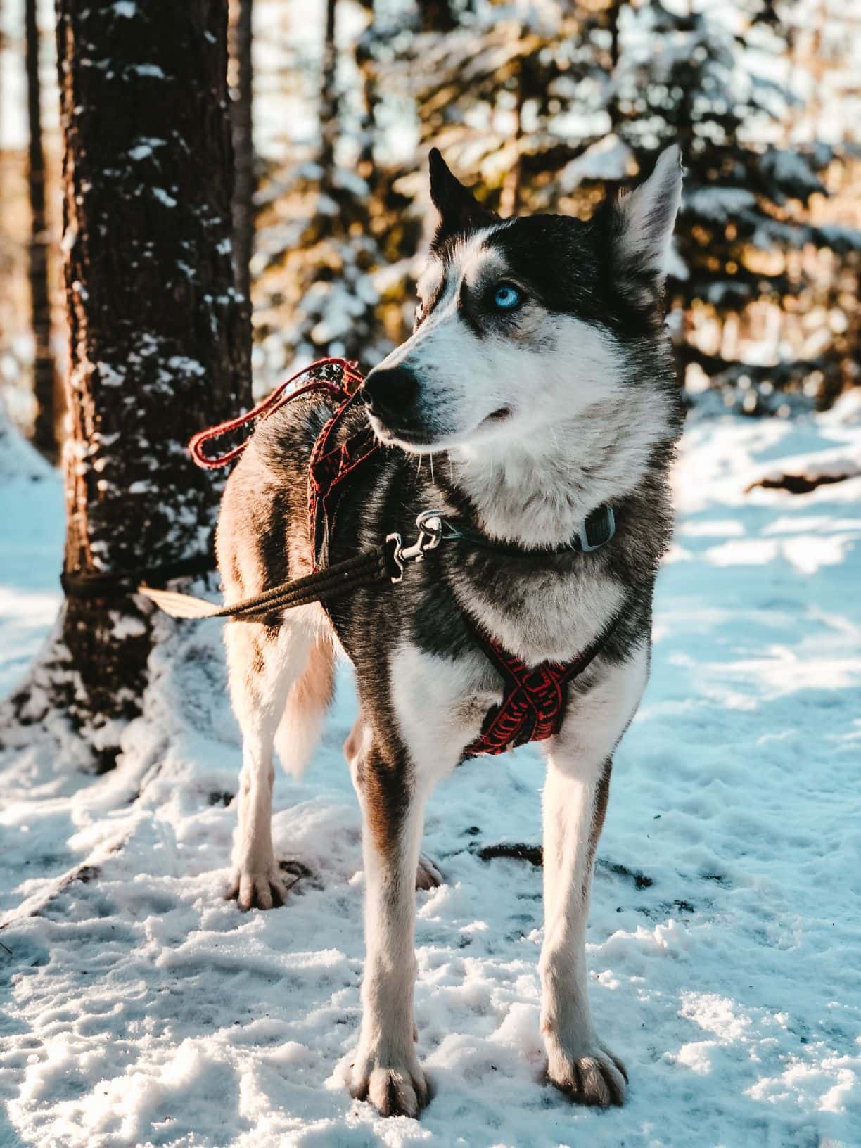 Husky im Schnee 
