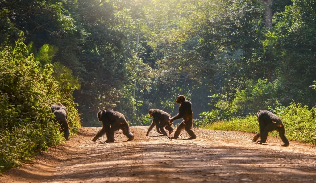 Schimpansengruppe auf Feldweg in Uganda 