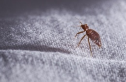 Bettwanze: Nahaufnahme