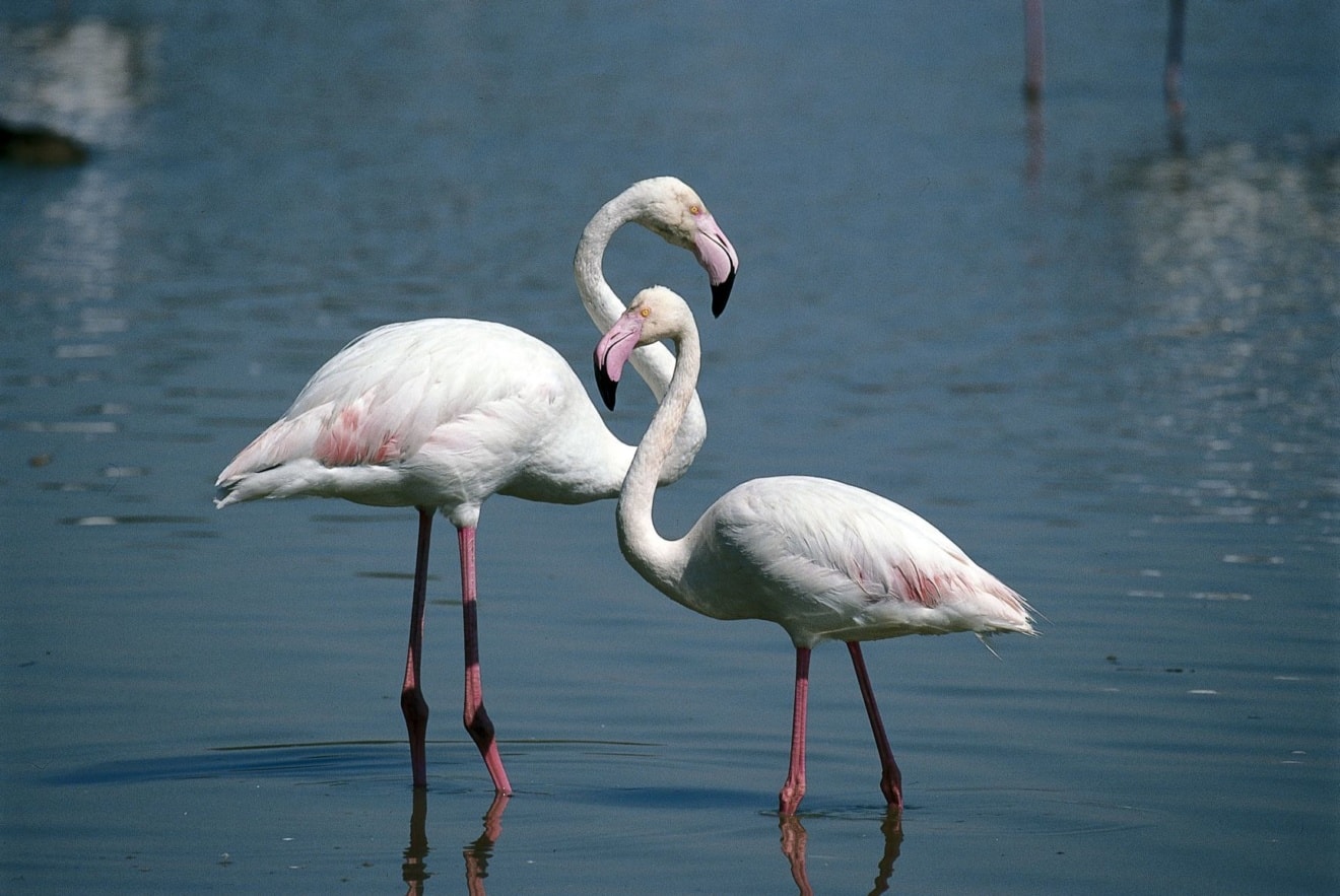 Flamingos im Podelta