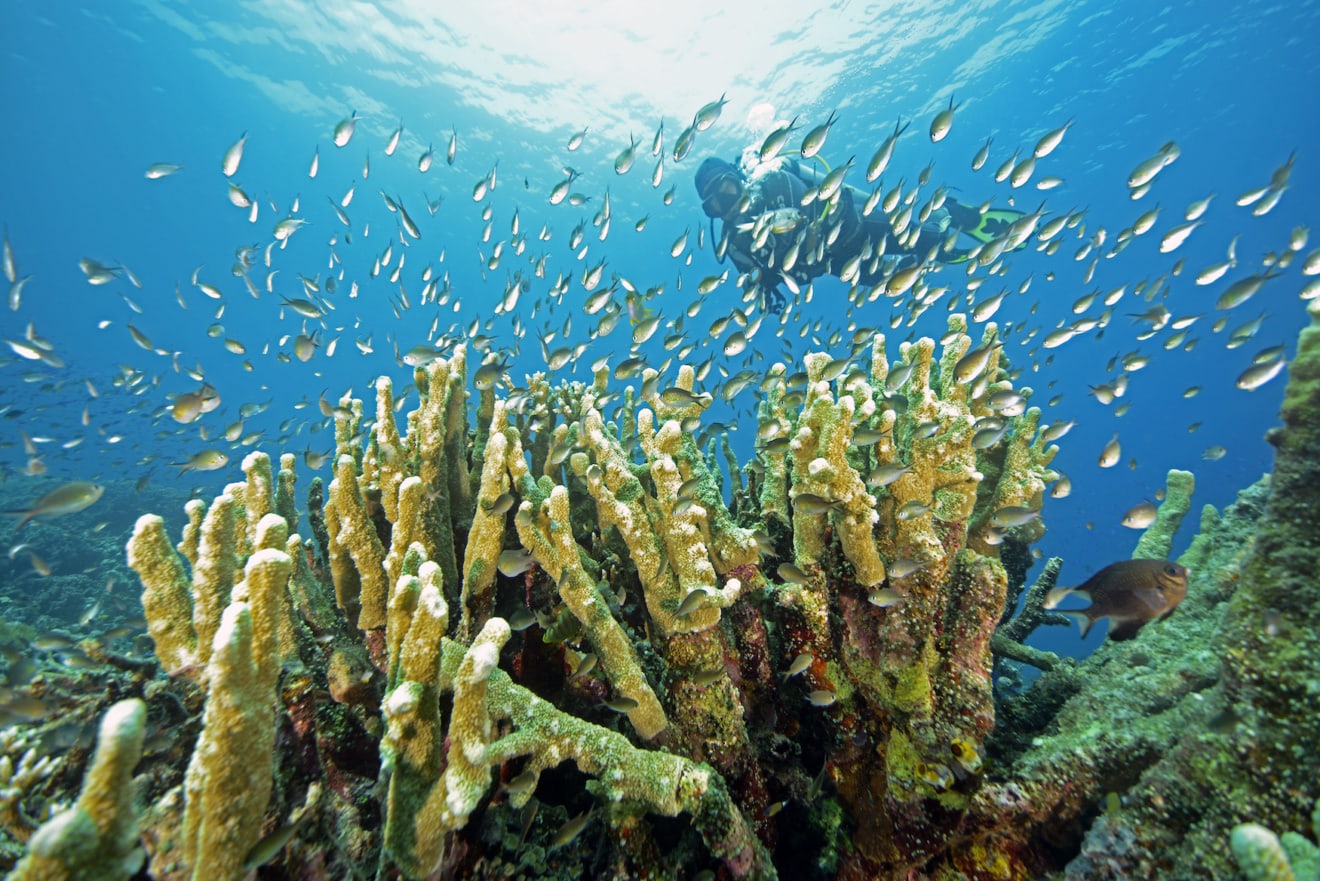Taucher zwischen vielen kleinen Fischen in Korallenriff in Indonesien